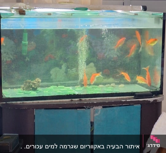 אקווריום עם דגים כתומים וצמחייה מלאכותית